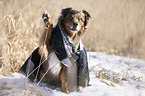 sitting Australian Shepherd