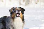Australian Shepherd in the snow
