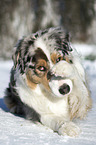 lying Australian Shepherd