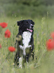 Australian Shepherd in the poppy field