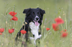 Australian Shepherd in the poppy field