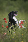 Australian Shepherd in the poppy field