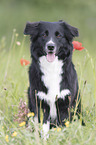 Australian Shepherd in the poppy field