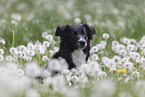 Australian Shepherd on a flower meadow