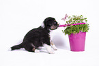 sitting Australian Shepherd Puppy