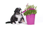sitting Australian Shepherd Puppy