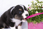 Australian Shepherd Puppy