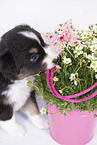 Australian Shepherd Puppy