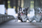 lying Australian Shepherd