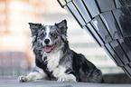 lying Australian Shepherd
