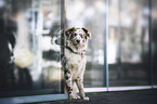 Australian Shepherd