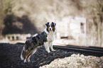 standing Australian Shepherd