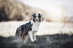 standing Australian Shepherd