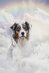 Australian Shepherd portrait