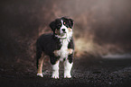 standing Australian Shepherd Puppy