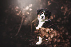 sitting Australian Shepherd Puppy