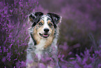 Australian Shepherd portrait