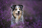 Australian Shepherd portrait