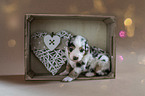sitting Australian Shepherd Puppy