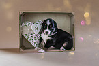 sitting Australian Shepherd Puppy
