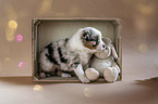 standing Australian Shepherd Puppy