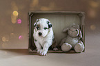 Australian Shepherd Puppy