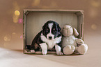 sitting Australian Shepherd Puppy
