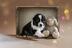 sitting Australian Shepherd Puppy