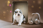 sitting Australian Shepherd Puppy