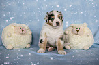 sitting Australian Shepherd Puppy
