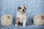 sitting Australian Shepherd Puppy