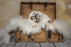 Australian Shepherd Puppy in a chest