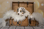 Australian Shepherd Puppy in a chest