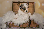 Australian Shepherd Puppy in a chest