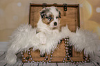 Australian Shepherd Puppy in a chest