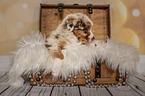 Australian Shepherd Puppy in a chest