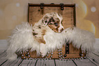 Australian Shepherd Puppy in a chest
