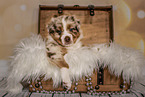 Australian Shepherd Puppy in a chest