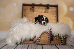 Australian Shepherd Puppy in a chest