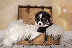 Australian Shepherd Puppy in a chest