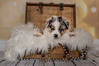 Australian Shepherd Puppy in a chest