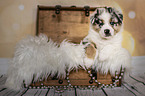 Australian Shepherd Puppy in a chest