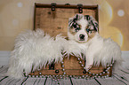 Australian Shepherd Puppy in a chest
