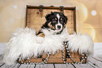 Australian Shepherd Puppy in a chest