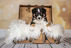 Australian Shepherd Puppy in a chest