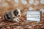 Australian Shepherd Puppy