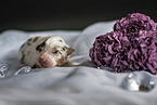 lying Australian Shepherd Puppy