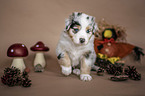 sitting Australian Shepherd Puppy