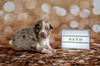 Australian Shepherd Puppy