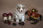 sitting Australian Shepherd Puppy
